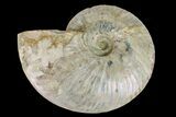 Silver Iridescent Ammonite (Cleoniceras) Fossil - Madagascar #157177-1
